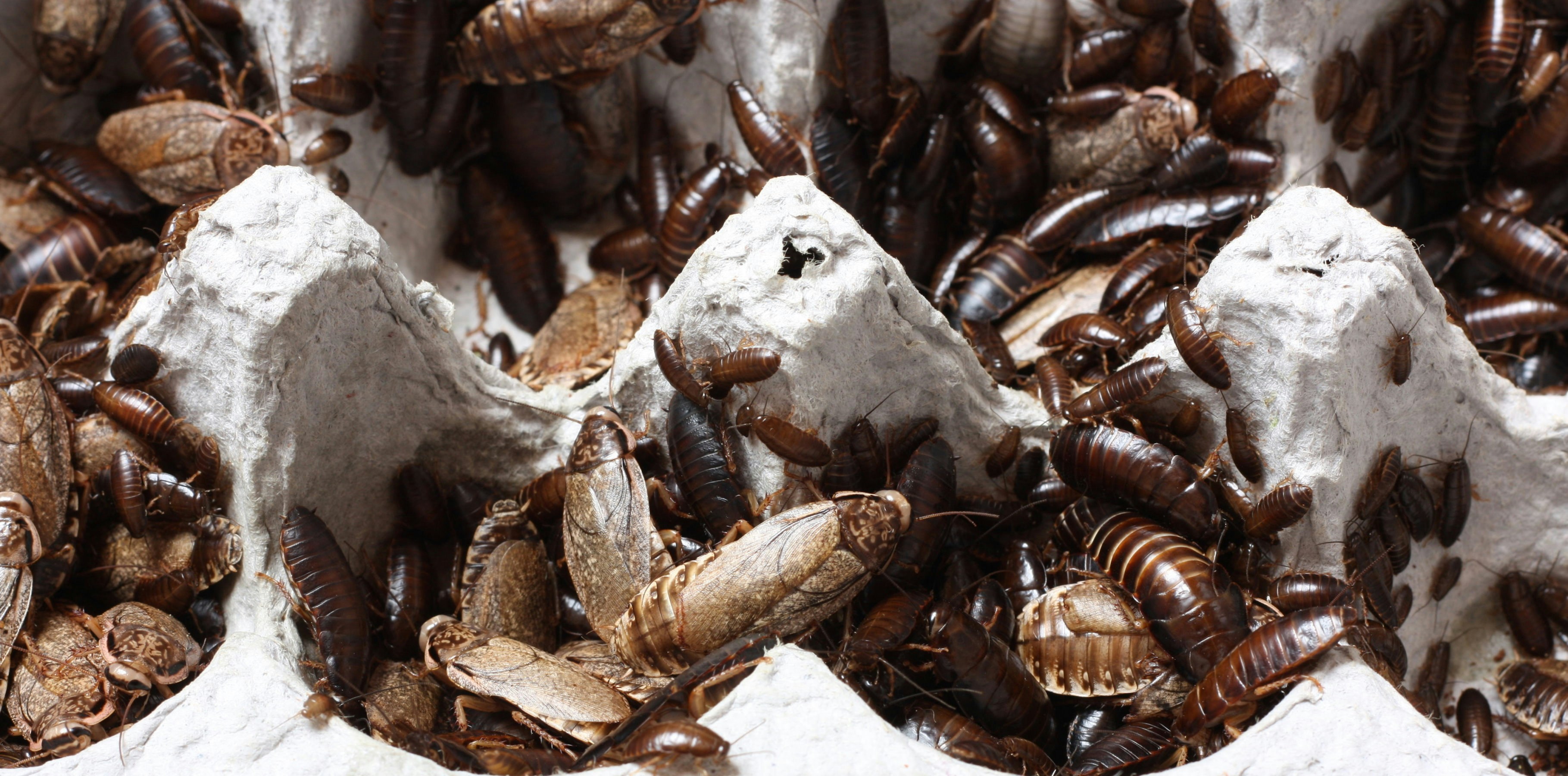 Pest Control Services